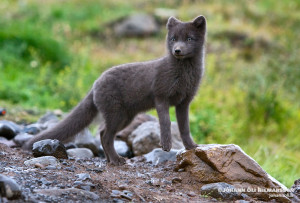 Arctic Fox