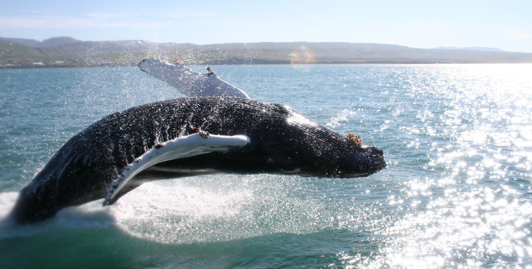Wildlife Iceland - Birdwatching, Whalewatching and Unique Icelandic Wildlife