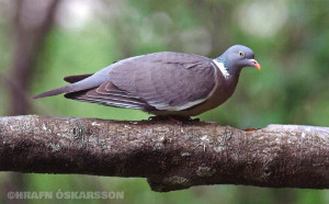 Hrafn-Oskarsson-Columba-palumbus