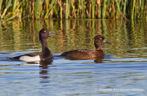 Tufted Duck