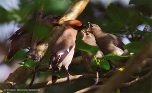 Yann-Kolbeinsson-Bombycilla-garrulus