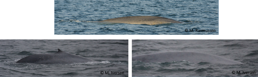 Figure 5: Examples of a photoidentification picture. The photo identification studies show that we at least had 21 different animals in the Bay during the last 3 years. Our photo identification studies suggest that there is little side fidelity for the whales in the bay, but again this needs much more data.