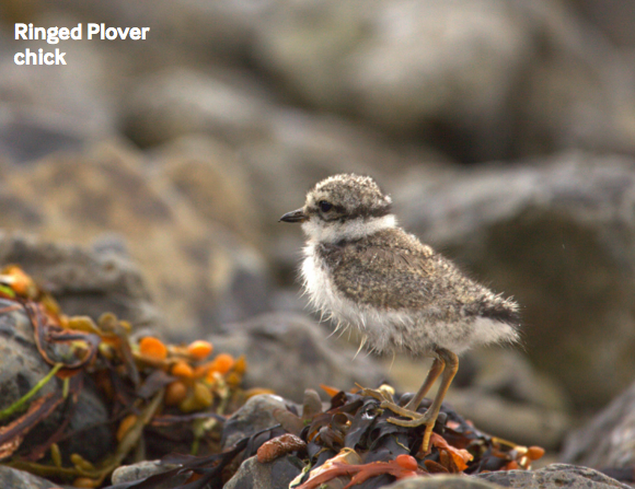ringed-plover-chick