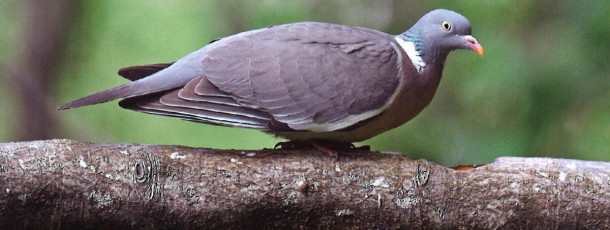 Rare breeding birds in 2011