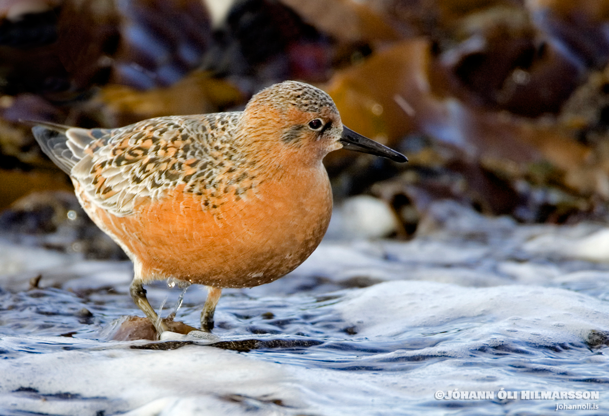 Red Knot Wildlife Iceland