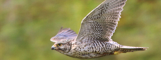 In Gyr Falcon country