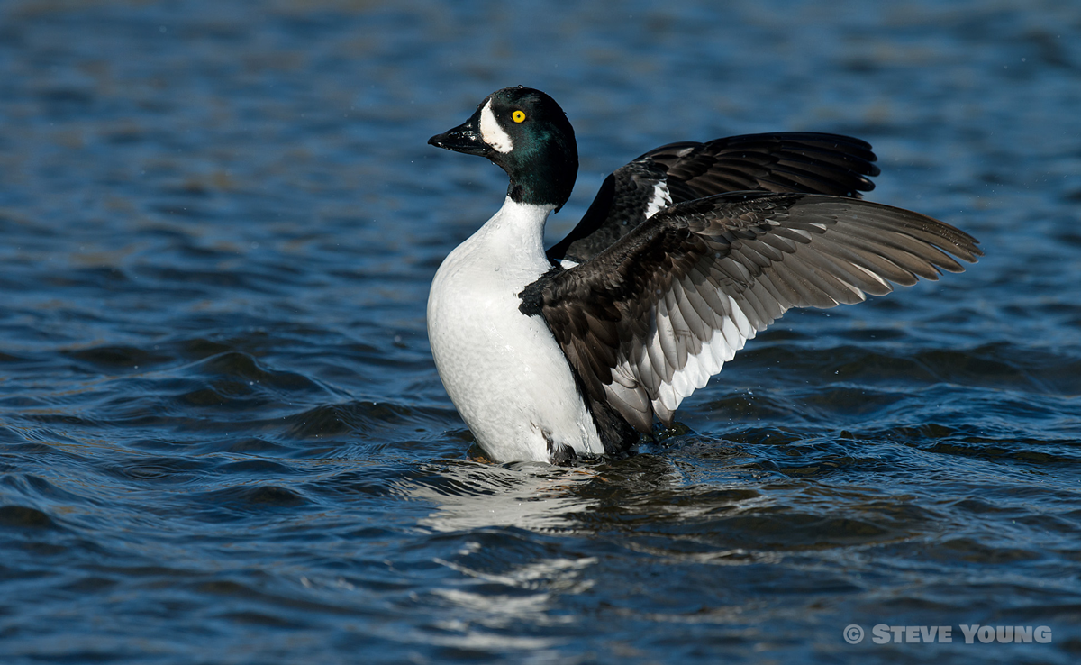 Barrows Goldeneye - Wildlife Iceland