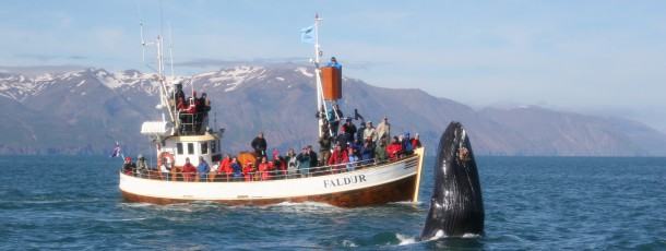 Faldur on a whale watching tour